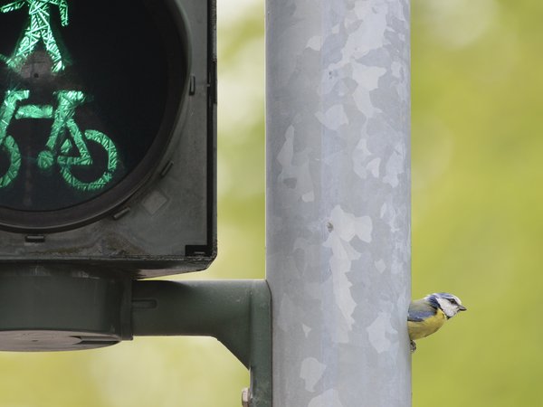 Blaumeise an einer Ampel in Köln