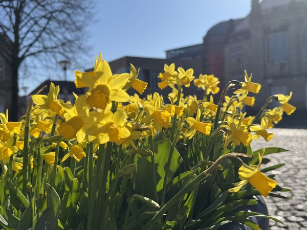 Frühlingsblumen vor dem Theater